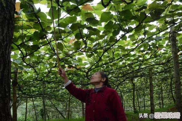 在黑神话，悟空这款充满奇幻与冒险的游戏中，天龙棍作为一把极具传奇色彩的武器，其获取和铸造过程不仅考验着玩家的实力，更是一场智慧与勇气的双重挑战。这把二周目专属的神珍武器，以其独特的属性和强大的威力，成为了众多玩家梦寐以求的宝物。