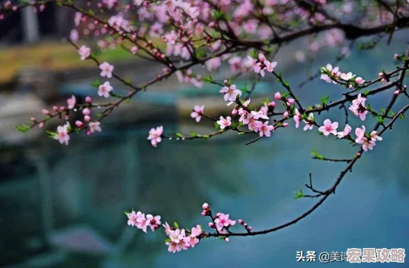 烟雨江湖高手必备：白鹭武学极致搭配策略与技巧推荐指南